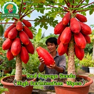 100% Authentic 10pcs High Yield Red Papaya Seeds Sweet Red Lady Dwarf Papaya Seeds Bonsai Papaya See