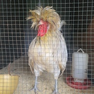 ayam hias poland jantan dewasa