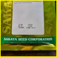 ✓ ◇ ☫ DECORA PARSLEY CURLED PARSLEY SEEDS (50 GRAMS OR 50000 SEEDS) SAKATA