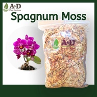 🌱 Spagnum Moss Organic 60g Premium Quality Chile Soil Plant Orchid Flower 水苔 Bunga Lumut Orkid Semai