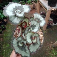 tanaman begonia keong