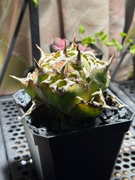 Agave Titanota 龍舌蘭 白鯨