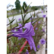 Pokok Ruellia Tuberosa jeni's tinggi n renek) (Jualan Keratan, berakar n hidup subur di polibag)