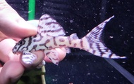 L236 super white pleco