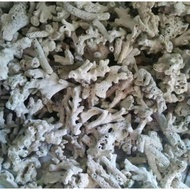 Ginger Coral / Karangjahe / Sea Coral Aquarium & Pond Filter Media