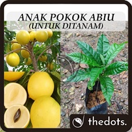 Anak Pokok Abiu Untuk Ditanam Pokok Hidup Real Live Plant Golden Fruit 黄金果