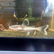 ikan hybrid RTC x pangasius albino catfish
