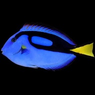 Sale Terbatas Ikan Hias Air Laut Dory / Dori M Sehat Bebas Ws Dan