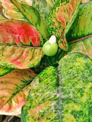 Aglaonema heng heng plant and green bowl aglao Indoor Plant Real or Live plants - stable plant and with pot already