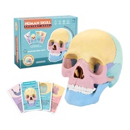 MACRO GIANT 4D Human Skull Model Simulation STEM Teaching