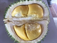 [HOT SELLING] ANAK POKOK DURIAN D145 BESERAH