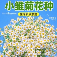 Small Daisy Flower Seeds Chamomile Flower Seeds Original Four Seasons Vegetable Seeds Daquan Flower 
