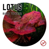 [Aquatic Plant] ADA Red Tiger Lotus Nymphaea Zenkeri Low Tech Plants No CO2 Aquarium Aquascaping 红虎睡