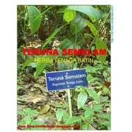 MALE-VITALITY HERBS / TERUNA PLANT KEMBALI TERUNA