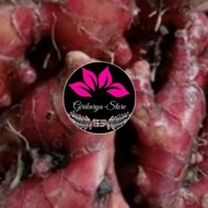 LOKAL MERAH Red Ginger, Local Ginger, Fresh Ginger, Organic Ginger,/ Ginger, 1 Kg