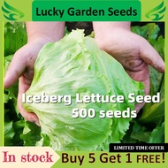 Iceberg Lettuce Seed -结球生菜种子 500 Seeds Super Ball Variety Iceberg Lettuce Seeds Original Vegetable S