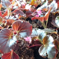 tanaman hias begonia daun coklat bunga pink - behunia tanaman gantung