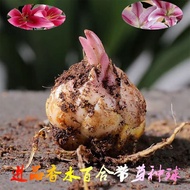 Ready Stock Quick Shipping Perfume Lily Seed Ball Four Seasons Blossoming Good Tulip Perfume Fairy F
