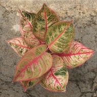 Bibit bonggol aglonema Red Hughes plantsparadise