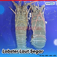 Lobster Air Laut SEGAR (1KG) isi 4-5 Ekor - Lobster FRESH