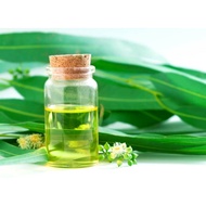 Eucalyptus Essential Oil (Eucalyptus Globulus Leaf Oil)