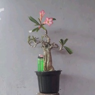 bonsai adenium kamboja