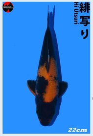 Ikan Koi Import Jenis Hi Utsuri 22 cm Serti Shinoda Koi Farm Jepang