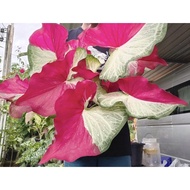 keladi / caladium thai (shycool)