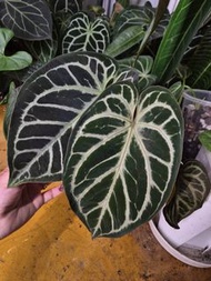 水晶雜交花燭