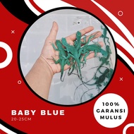 Blue iguana Baby