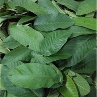 Fresh Guava Leaves Sold By Garden