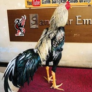 MURAH! TELUR AYAM BANGKOK BIRMA FERTIL ASLI UNTUK DITETASKAN