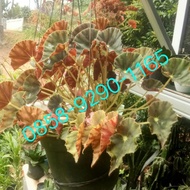 Tanaman Hias Begonia Kerang / Tanaman Gantung Begonia / Pohon Begonia