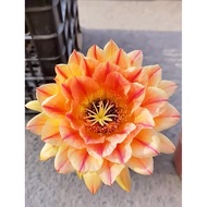 【 Mr V Plantnet 】Trichocereus Liskes Feuerzauber｜里克斯火焰魔术师·毛花柱｜Fire Magic Cactus｜经典毛花柱｜Large Blooms｜大