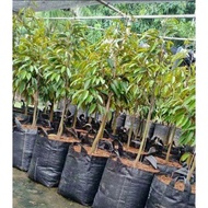 Black 35 liter Planter bag