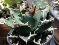 「精選」龍舌蘭 嚴龍 白火焰 agave titanota