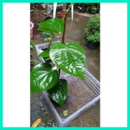 ☂ ﹊ ● Paminta Indian Variety/Black Peppercorn Seedlings well established
