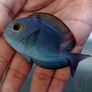 ikan hias botana liris biru (air laut)