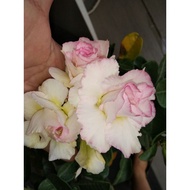 THAILAND ADENIUM / BUNGA KEMBOJA /富贵花