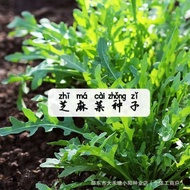 现货热卖芝麻菜种子野保健菜东北臭菜四季易种特菜奇味菜盆栽蔬菜种孑籽Arugula seed wild health dish northeast stinky dish four seasons202