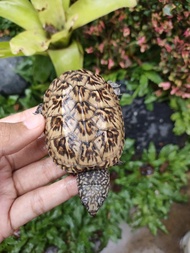 kura air mgm - mexican giant musk turtle