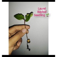Laurel Bayleaf Seedling Lucky Plant seeds