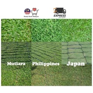 Rumput karpet hidup Japanese grass Philippines grass pearl grass 草