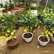 (热销中)柠檬树苗带果柠檬苗绿植盆栽室内阳台庭院植物四季结果香水柠檬树(现货) I2TZ