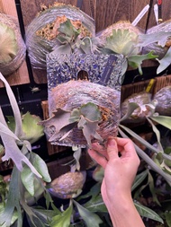 鹿角蕨 P. Willinckii 'OMG'