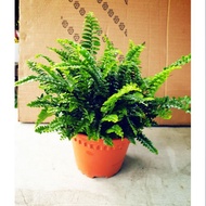 BOSTON FERN/POKOK FERN