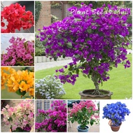 [Fast Germination] Mixed Bougainvillea Bonsai Seeds Climbing Vine Plants Seed Gardening Flower Seeds Indoor Real Plants Flowering Potted Live Plants for Sale Outdoor Garden Decor (100pcs Seeds for Planting Flowers - Easy To Grow In Local Philippines)