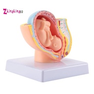 Human Pregnancy Fetal Development 9Th Month Embryonic Pelvic Model Fetus Foetus Pregnancy Anatomy of