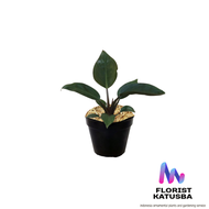 tanaman hias daun philodendron rojo congo