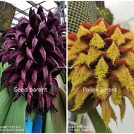 Plant Lover's hybrid -  Orchid Bulbophyllum fletcherianum var. spiesii x phalaenopsis semi alba - fl